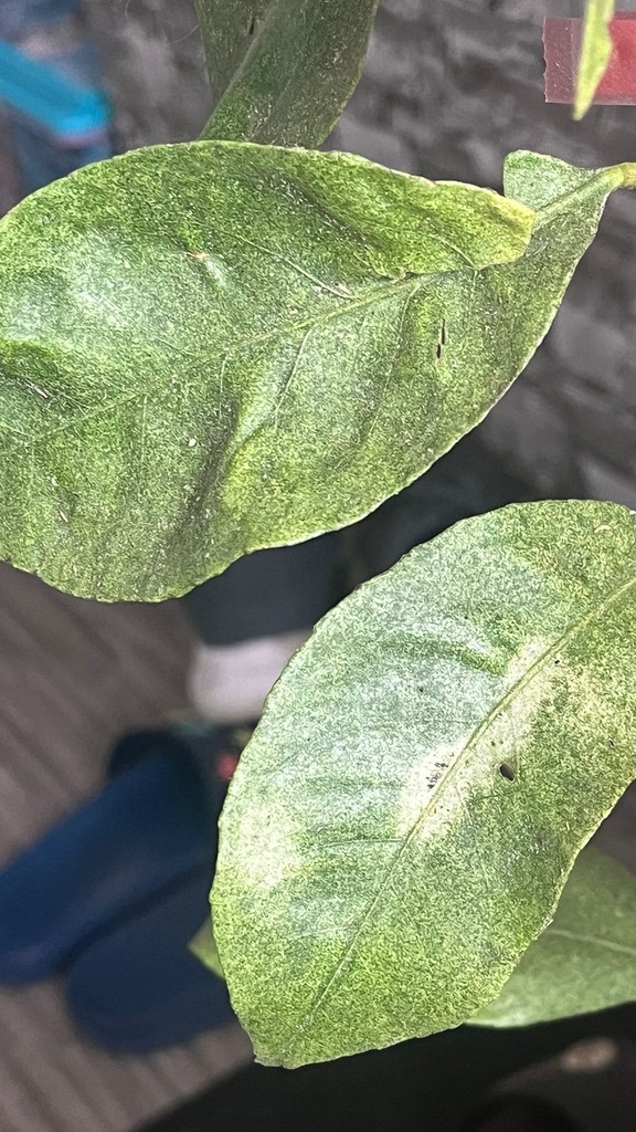 Citrusy
