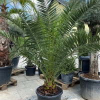 Phoenix canariensis (-8°C)