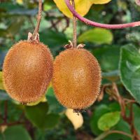 Kiwi