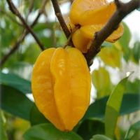 Karambola