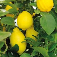 Citron