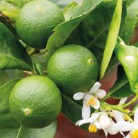 Limeta