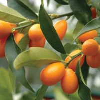 Kumquat