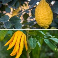 Cedrát / Budhova ruka