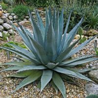 Agáve, aloe