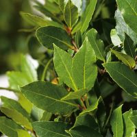 Vavřín (Bobkový list)