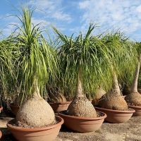 Beaucarnea (Sloní noha)