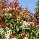 Photinia (Blýskavka)