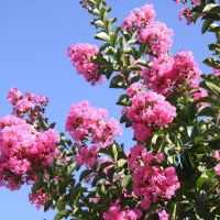 Lagerstroemie (Pukol)