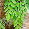 Moringa