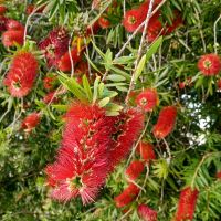 Kalistemon (Štětkovec)