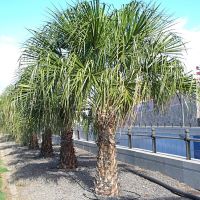 Livistona decipiens