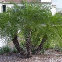 Phoenix roebelenii