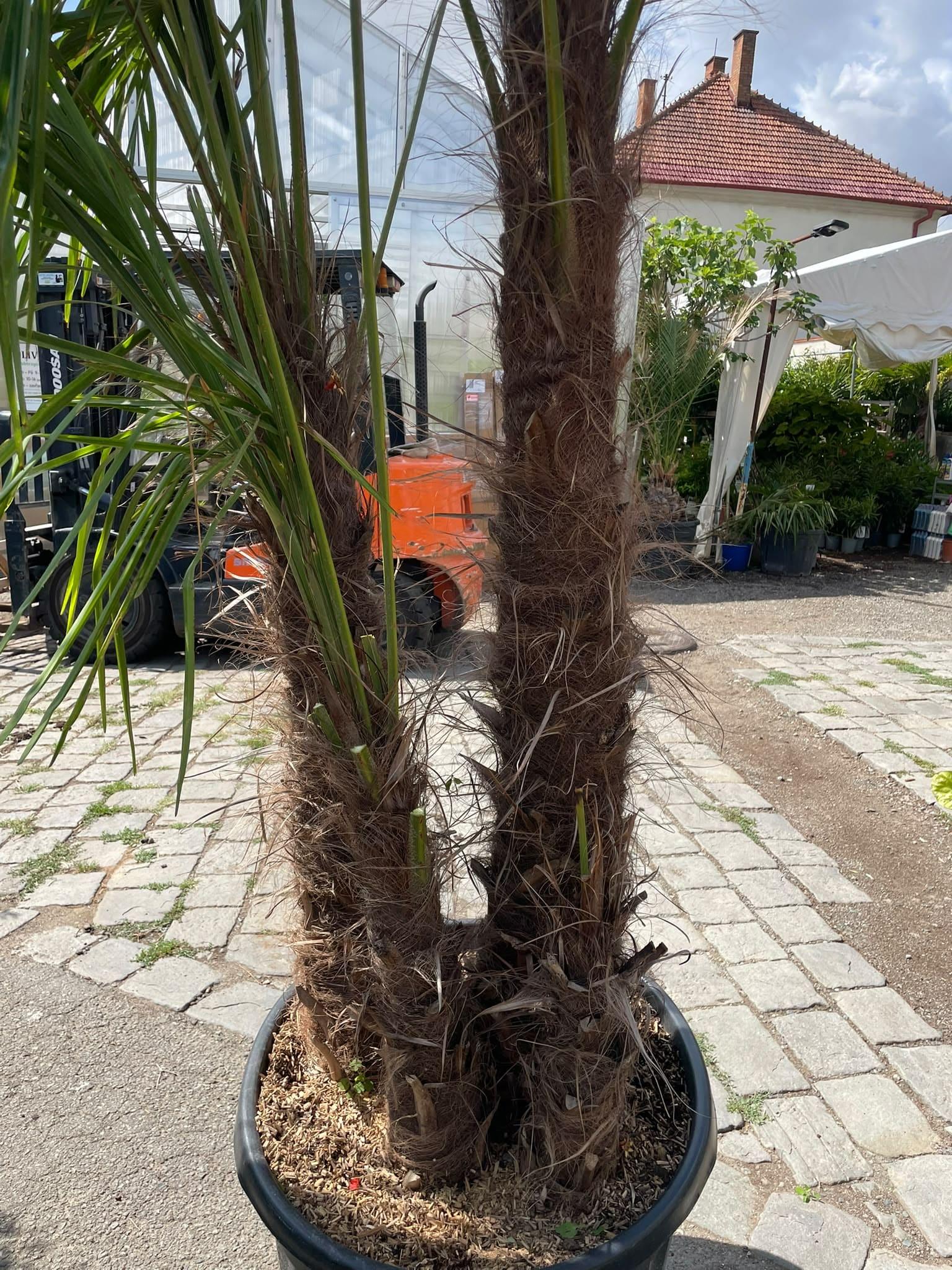 Trachycarpus fortunei trojkmen