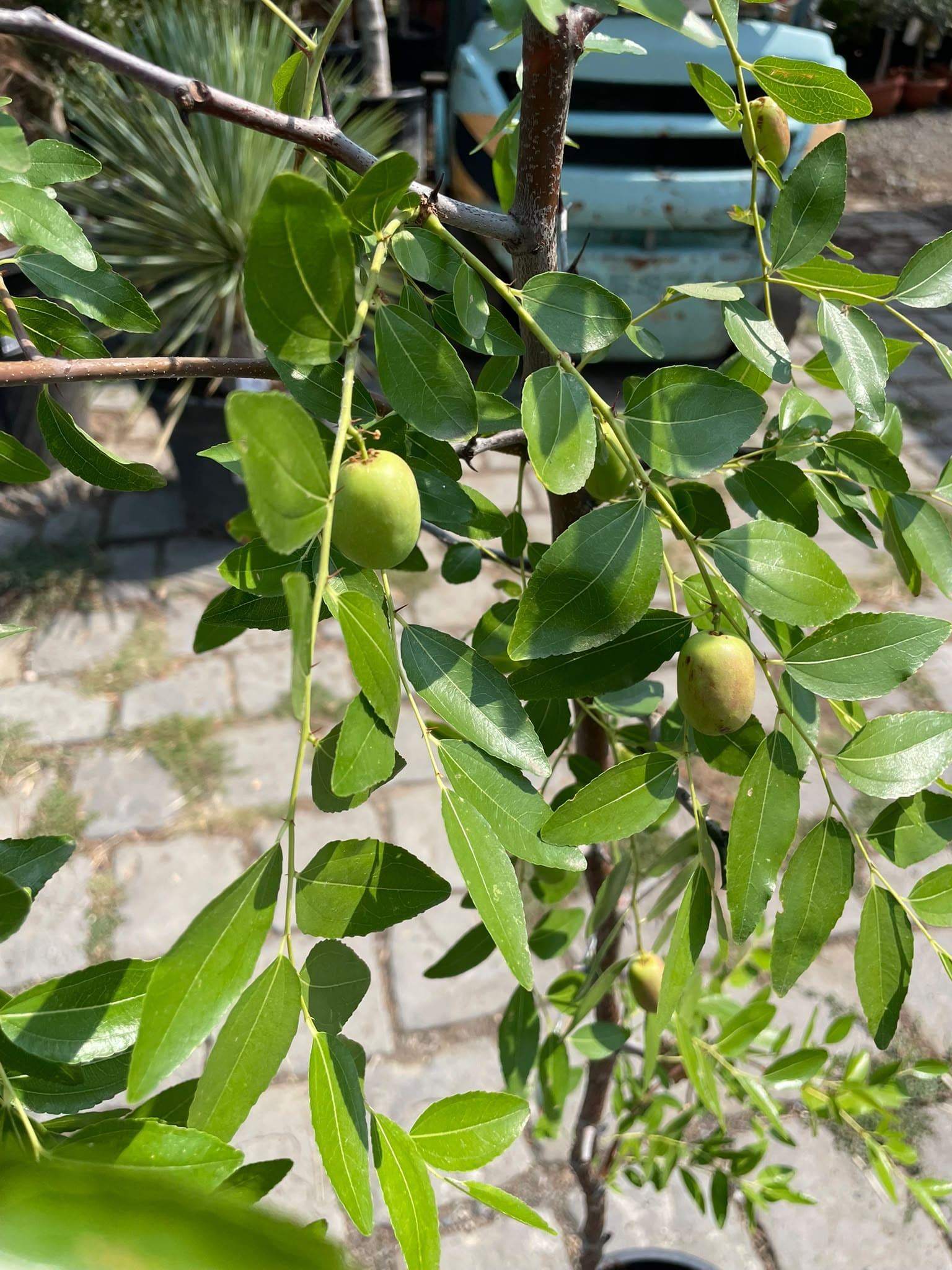 Ziziphus jujuba, 120 - 130 cm