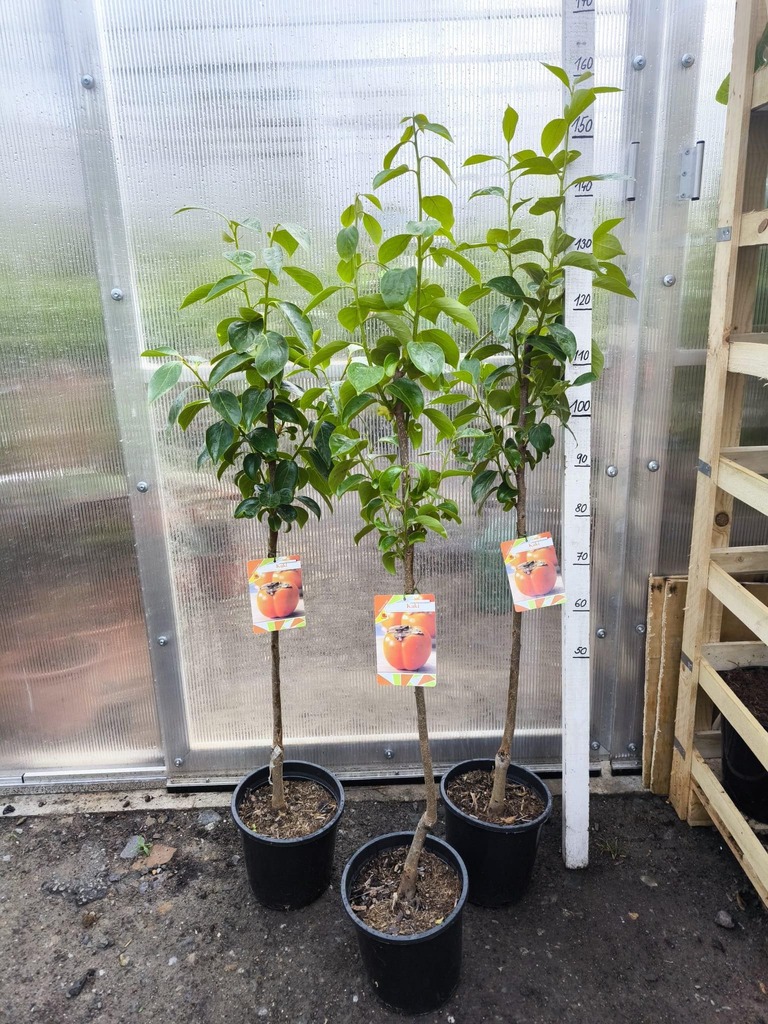 Kaki, odr. "Sharoni", obv. 5-6 cm