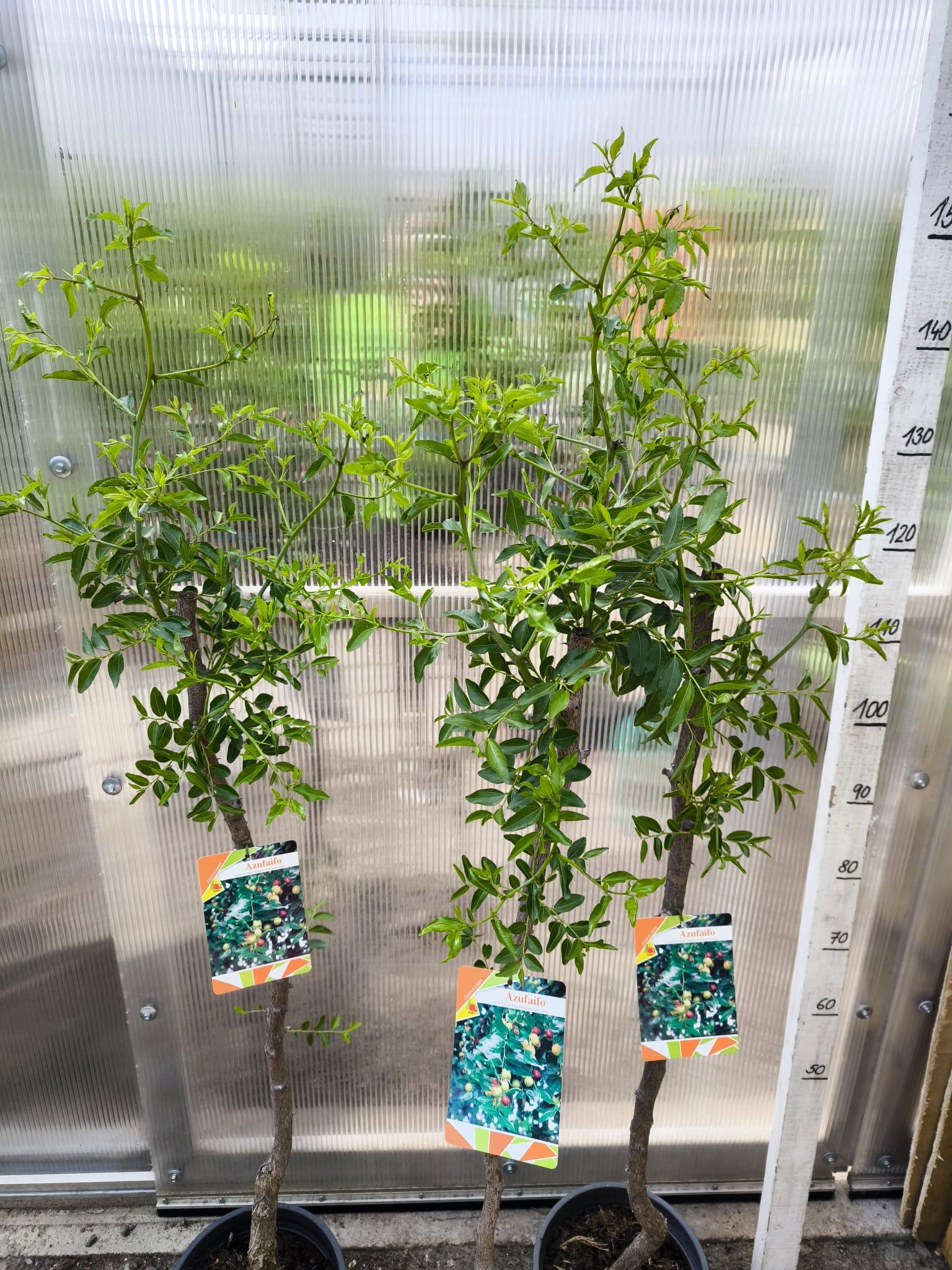 Ziziphus jujuba, odrůda Li