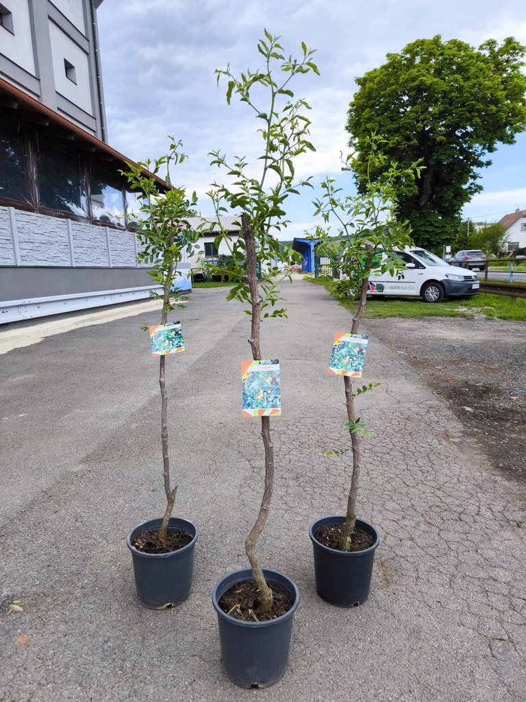Ziziphus jujuba, odrůda Li