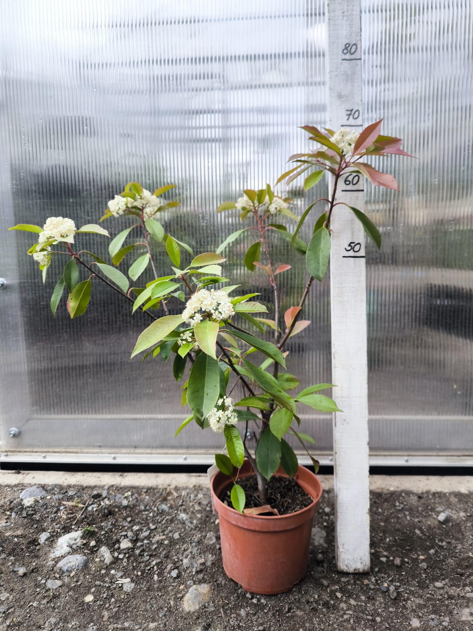 Photinia freseri "Red Robin"