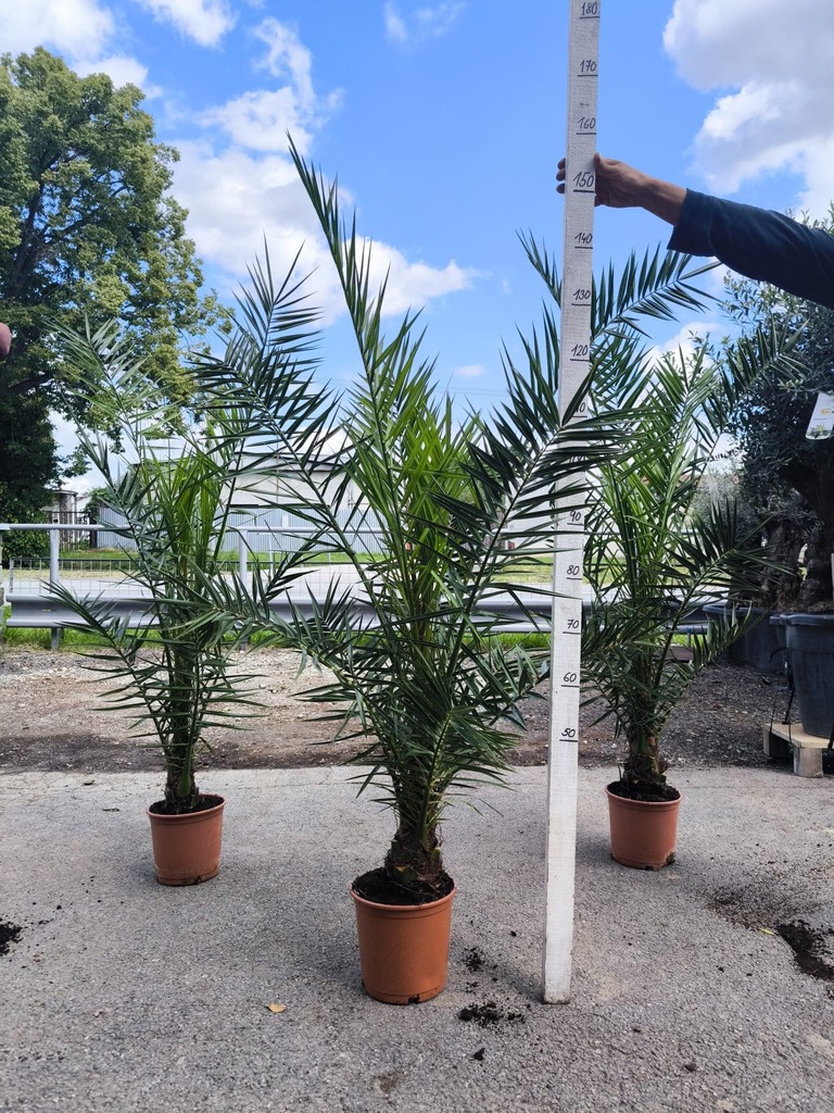 Phoenix canariensis, 140-160 cm