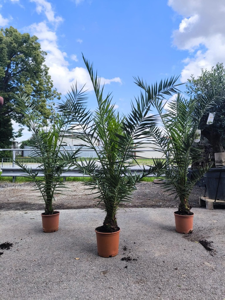 Phoenix canariensis, 140-160 cm