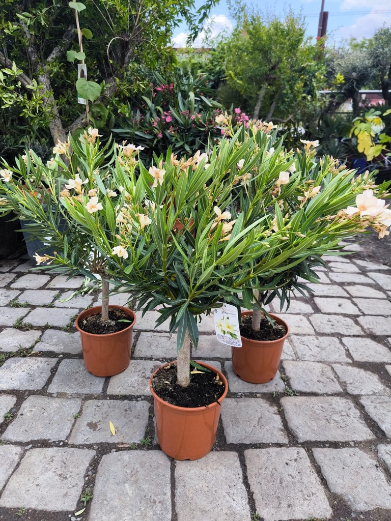 Oleandr, na kmínku, 80-90 cm, meruňkově žlutá