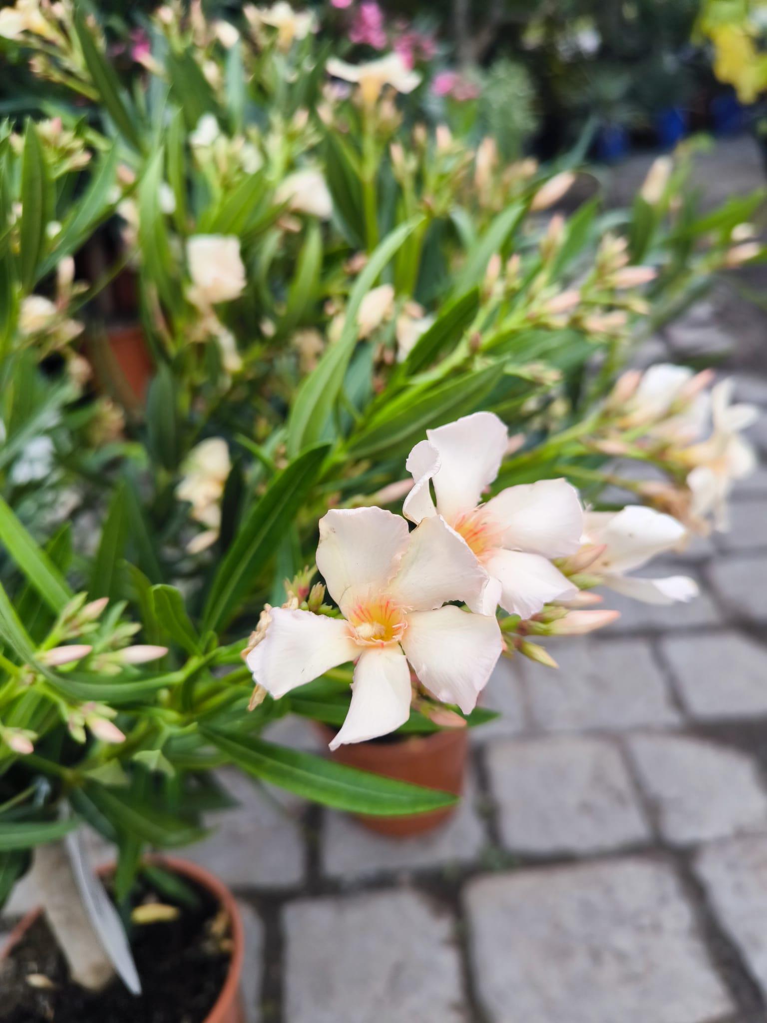 Oleandr, na kmínku, 80-90 cm, meruňkově žlutá