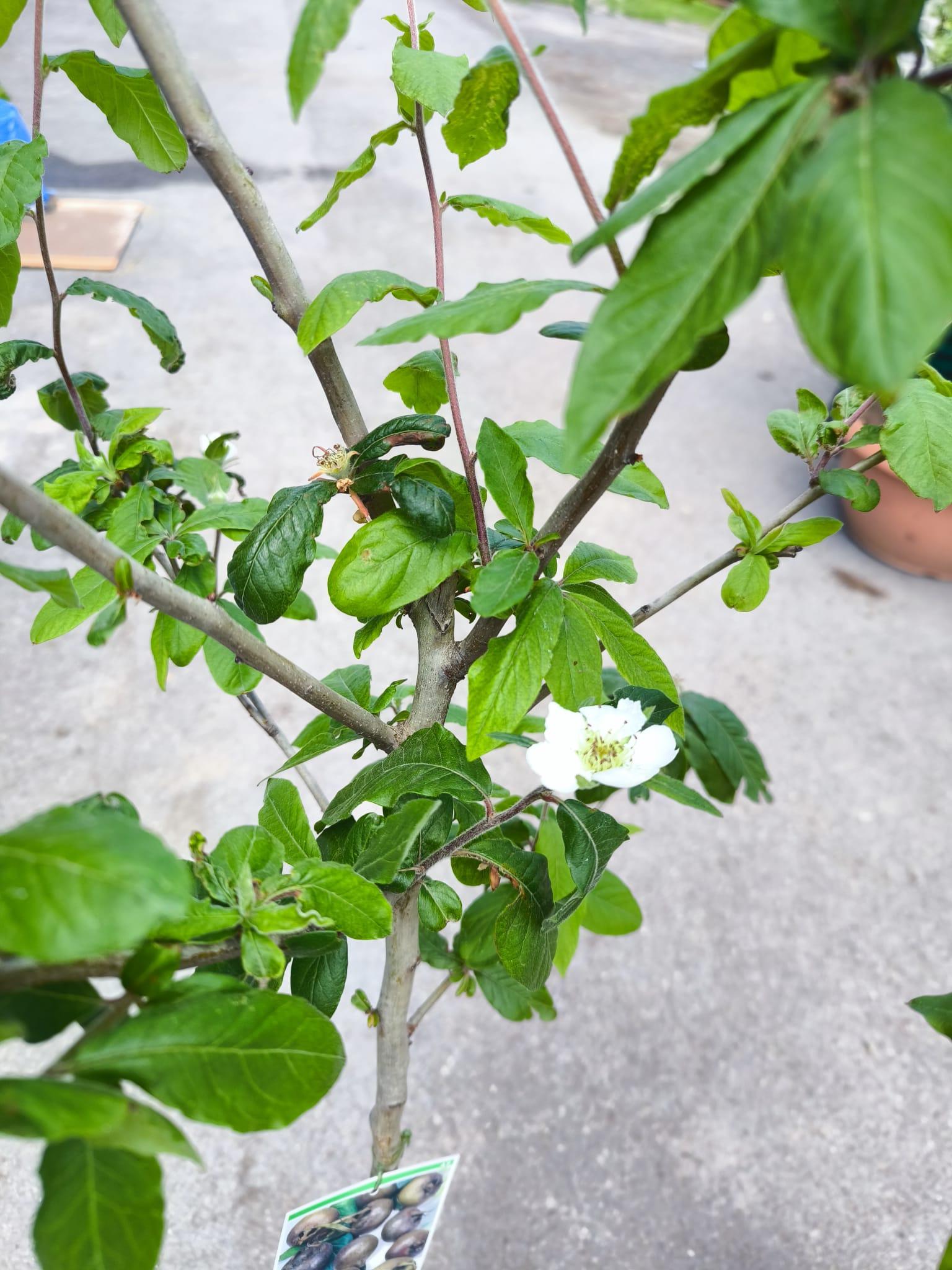 Mišpule, var. "Dutch"