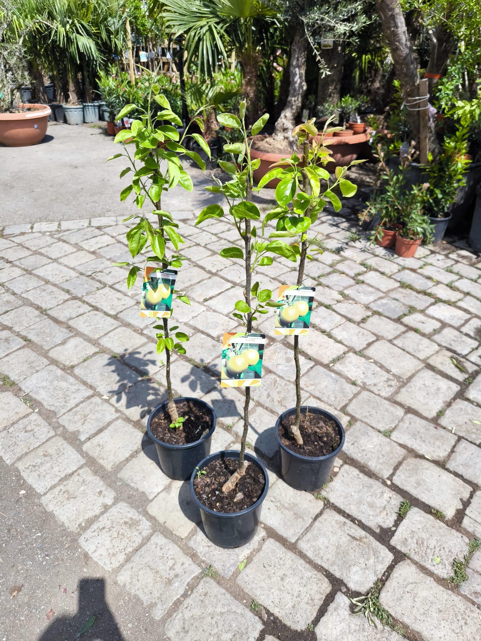 Nashi, 110 cm, var. "Hosui"