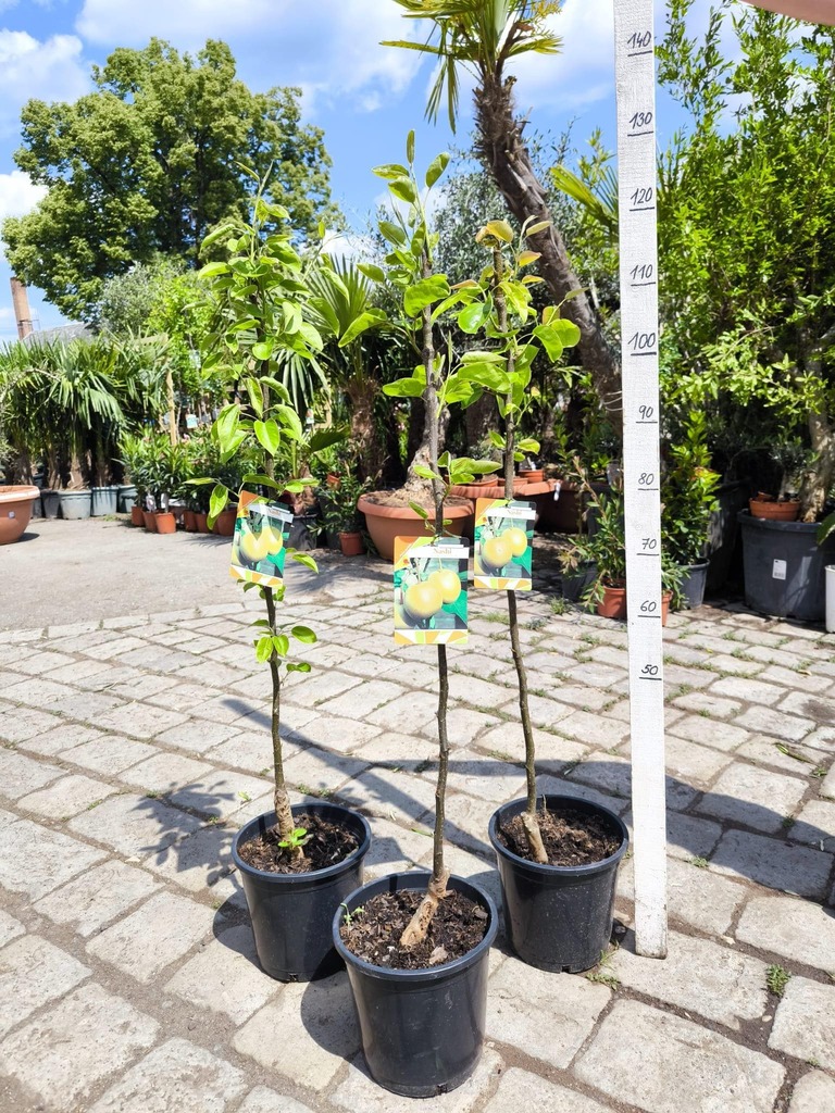 Nashi, 110 cm, var. "Hosui"