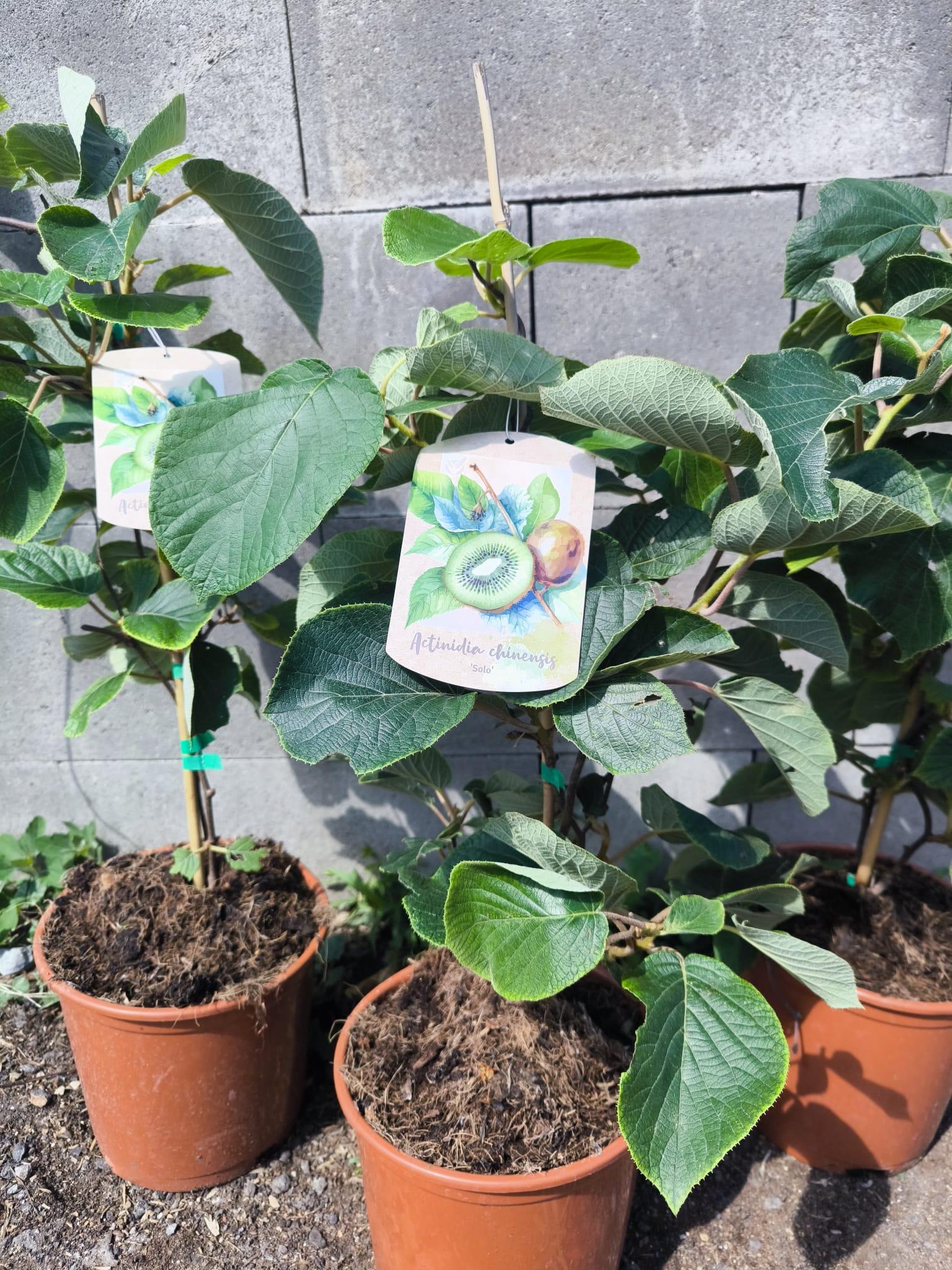 Kiwi, odr. "Solo", velkoplodé, SAMOSPRAŠNÉ