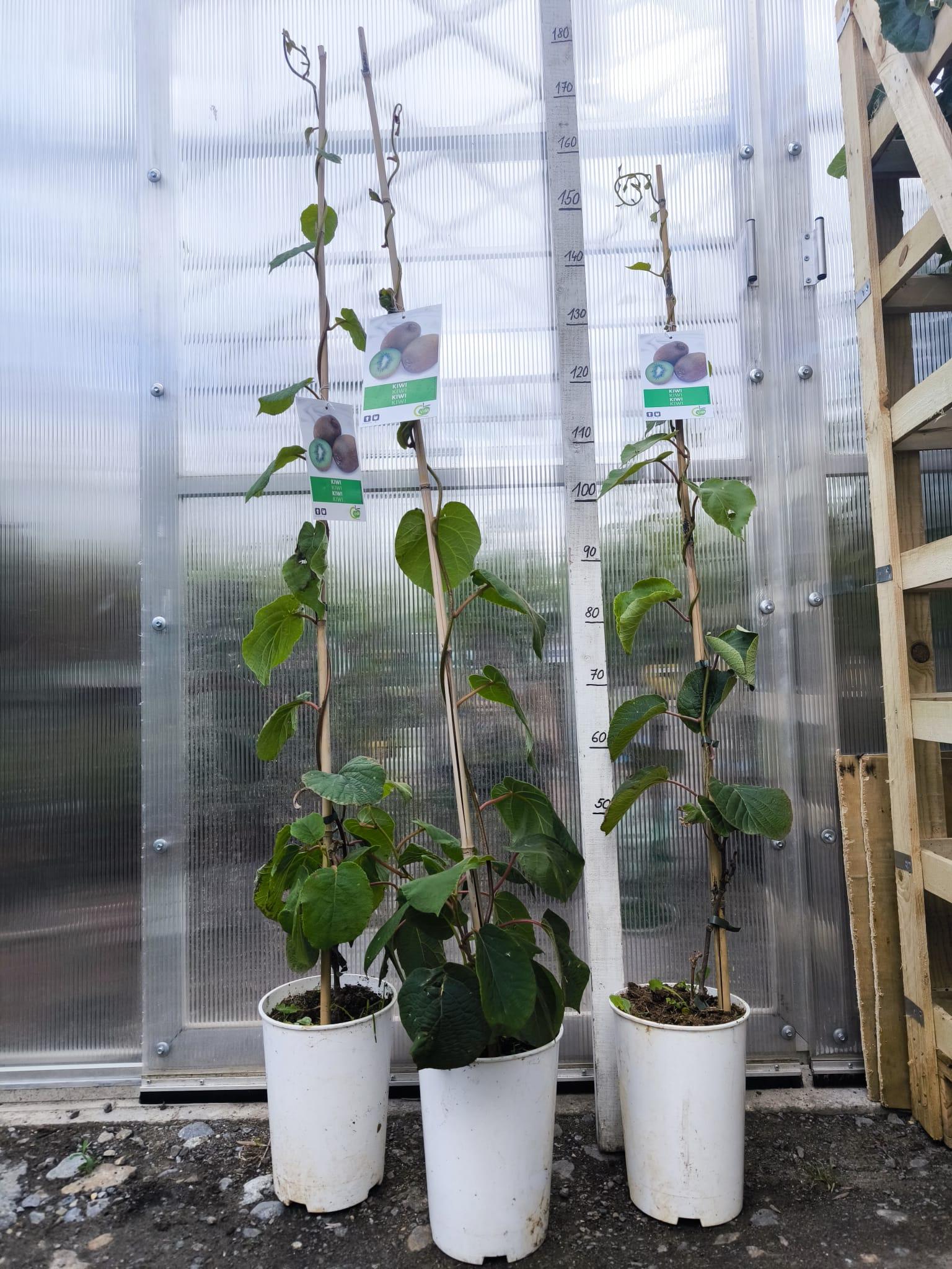 Kiwi Solissimo, SAMOSPRAŠNÉ