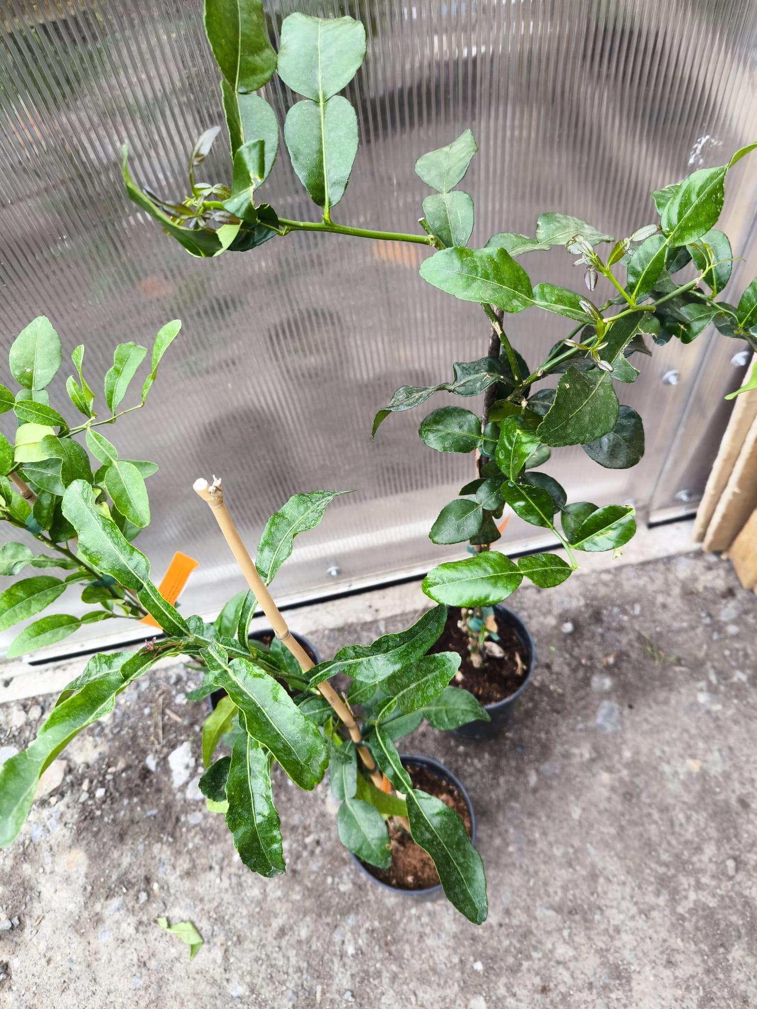 Kafrová limetka, 90-100 cm