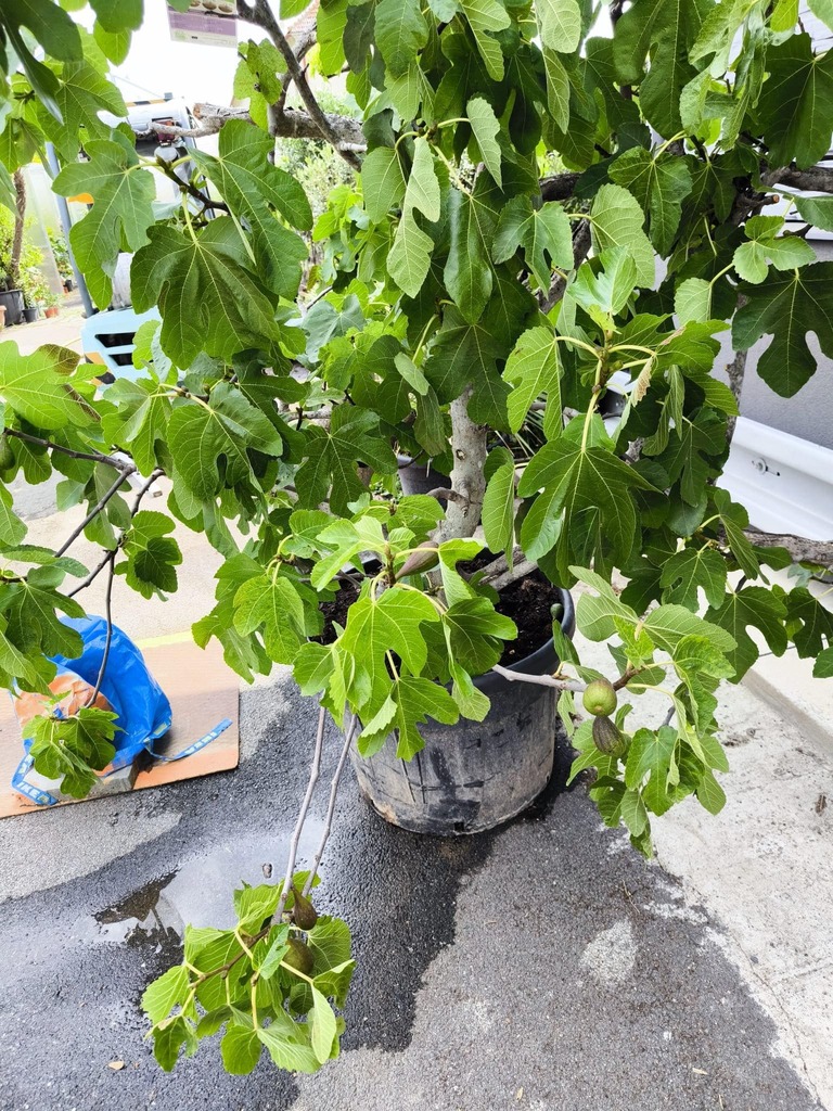 Fíkovník "Napolitana"