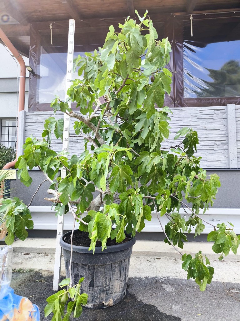 Fíkovník "Napolitana"