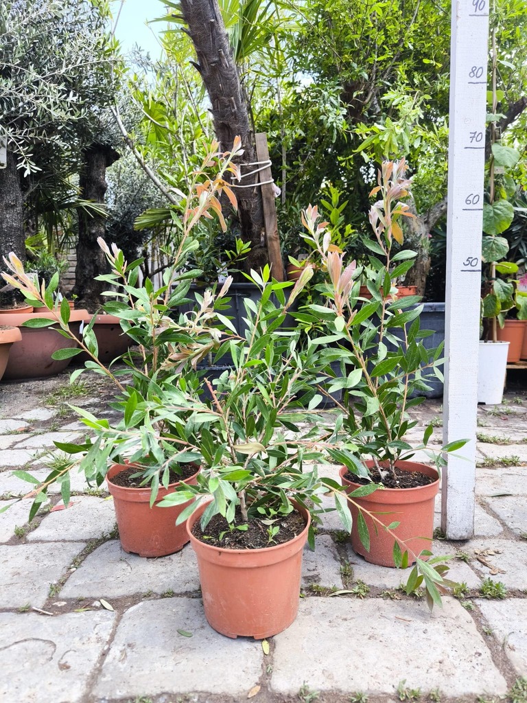 Kalistemon (Štětkovec) 50-80 cm