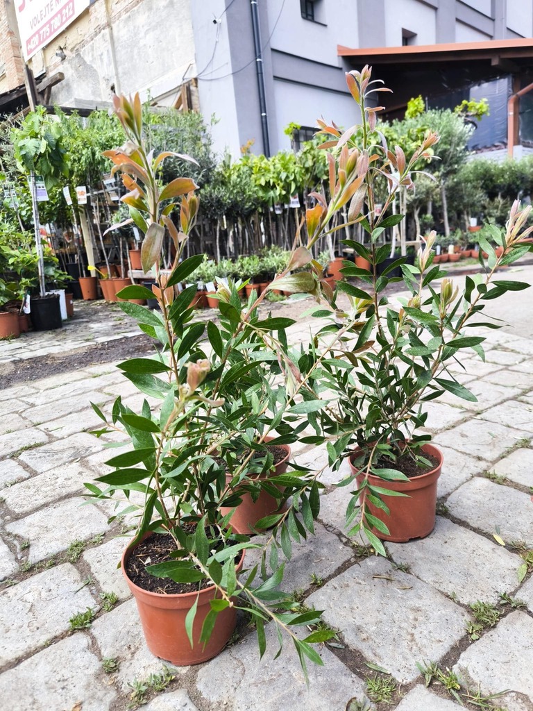 Kalistemon (Štětkovec) 50-80 cm