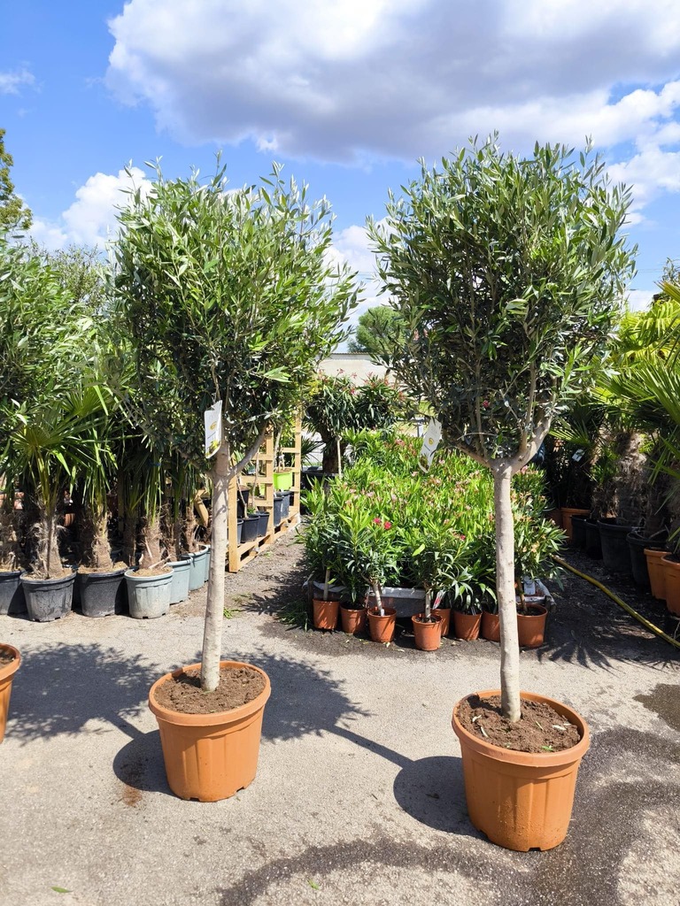 Olivovník evrop., 210-220 cm