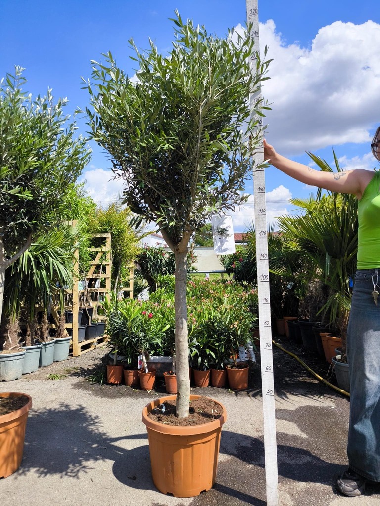 Olivovník evrop., 210-220 cm