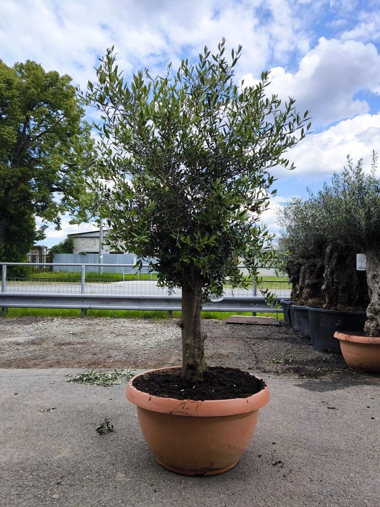 Olivovník, obv. 33-37 cm, výška 200 cm, TERASOVÁ NÁDOBA