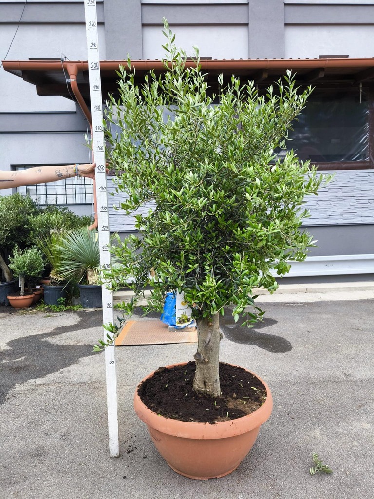 Olivovník, obv. 33-37 cm, výška 200 cm, TERASOVÁ NÁDOBA