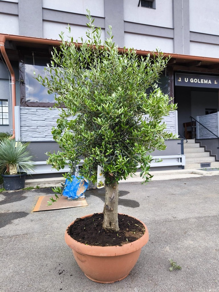 Olivovník, obv. 33-37 cm, výška 200 cm, TERASOVÁ NÁDOBA