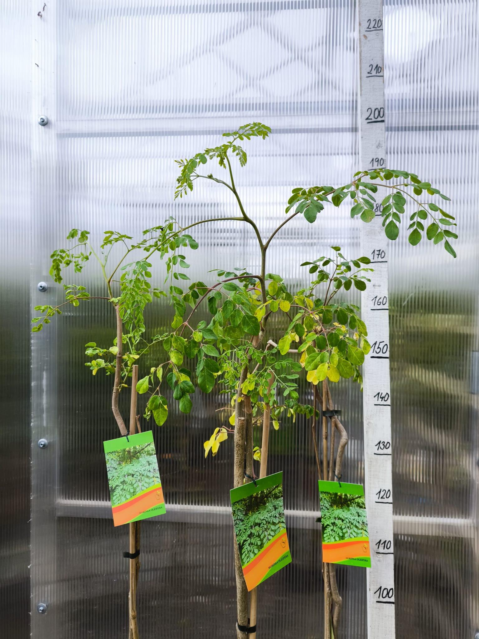 Moringa oleifera, 170-180 cm