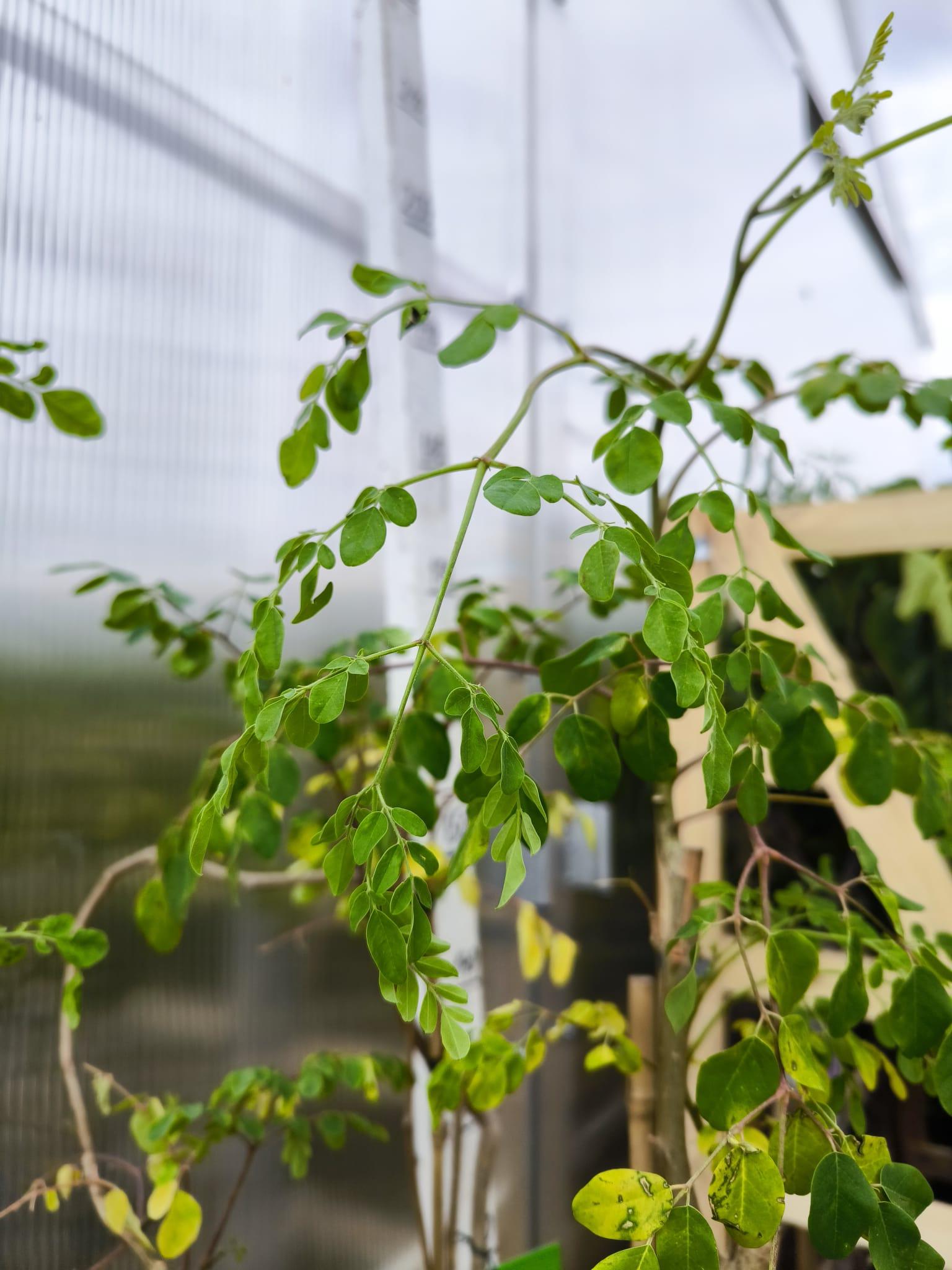 Moringa oleifera, 170-180 cm