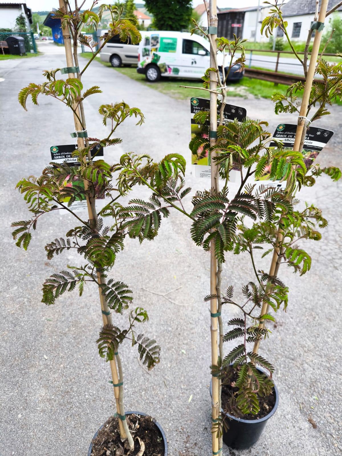 Albizia julibrissin "Summer Chocolate", 150-160 cm
