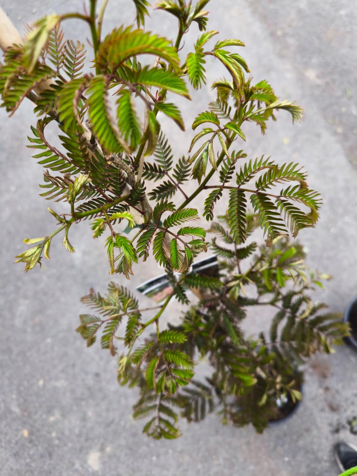 Albizia julibrissin "Summer Chocolate", 150-160 cm