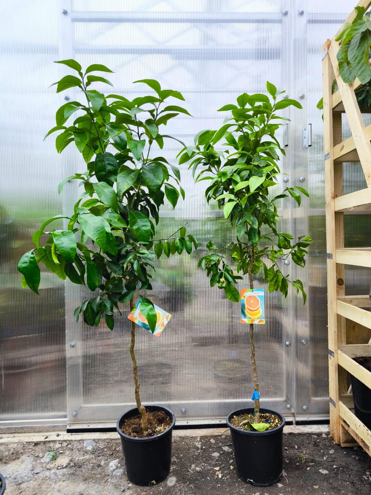 Citrus paradisi - grep, obv. 5-7 cm