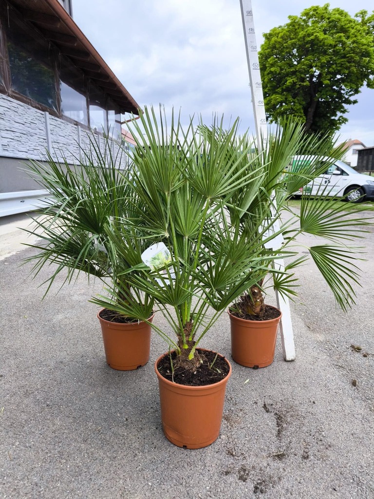Chamaerops humilis, 110-120 cm