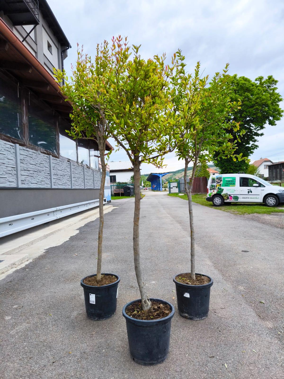 Granátové jablko, var. "Wonderfull", 200-220 cm, obv. 10-12 cm