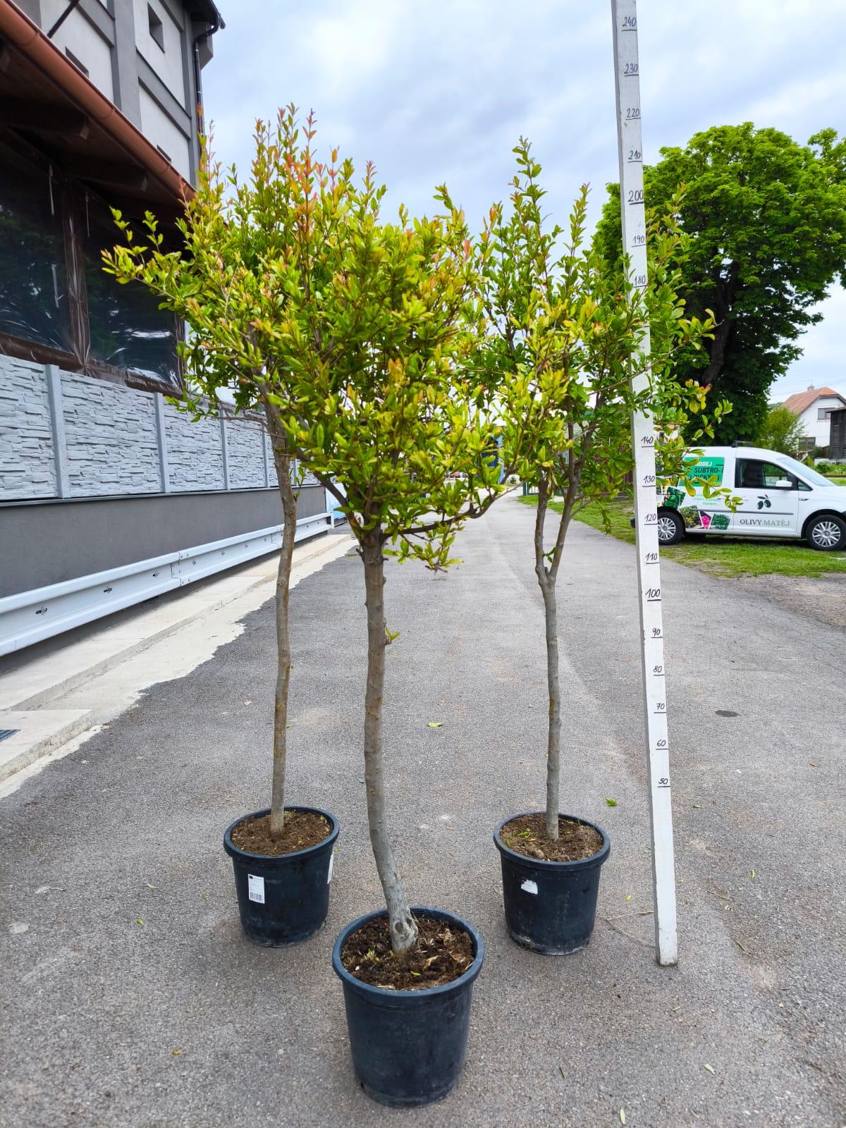 Granátové jablko, var. "Wonderfull", 200-220 cm, obv. 10-12 cm